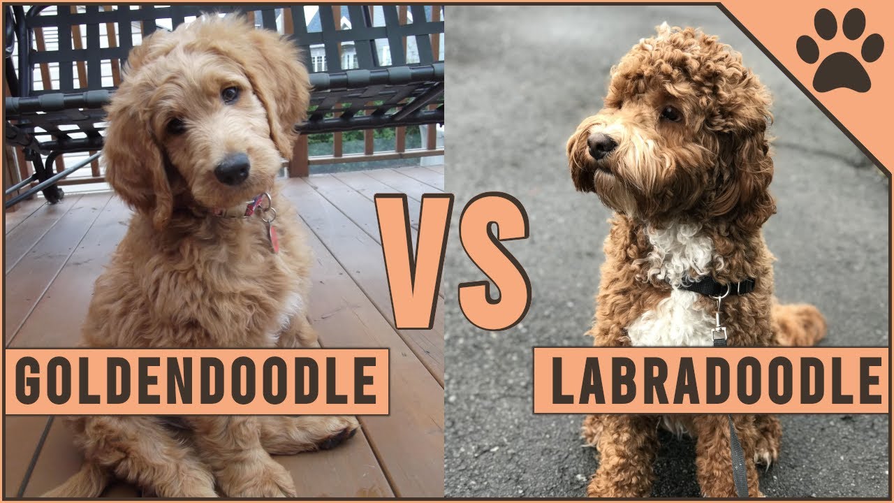 Goldendoodle vs Labradoodle  - Which Breed Is Best?