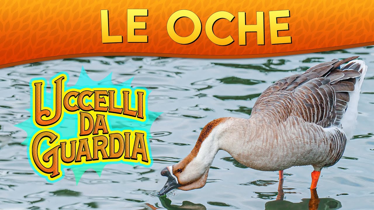 Le Oche: uccelli da guardia ► Puntata 105