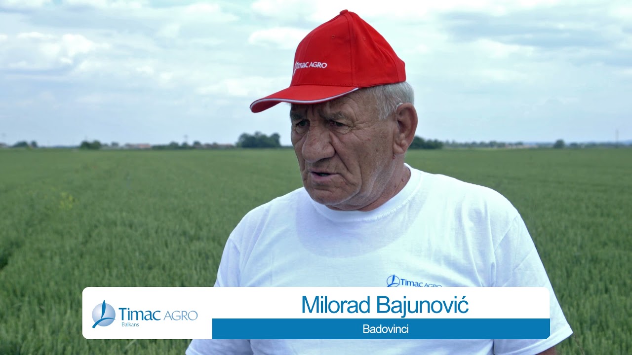 Sulfammo i folijarno djubrivo Multigram u psenici, Badovinci - U nasem ataru