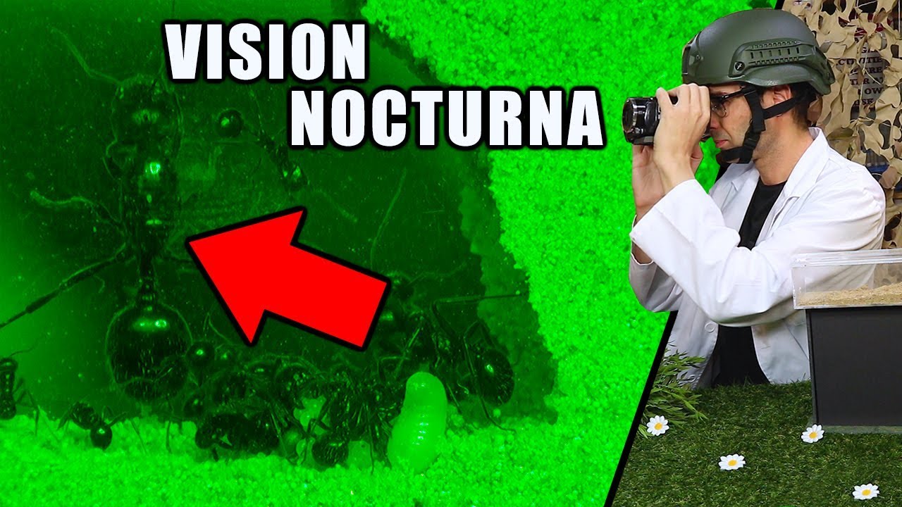 HORMIGUERO POR DENTRO CON VISIÓN NOCTURNA | Las Hormigas de Mike