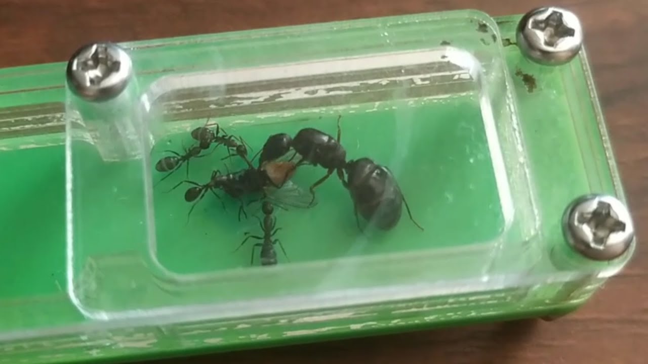 🐜La alimentación de las camponotus 🐜 Su primer insecto 🐜