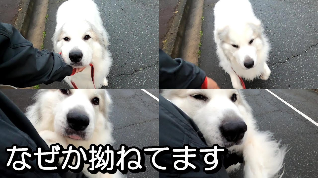 【GPラム】朝夕いろんな顔するお嬢様