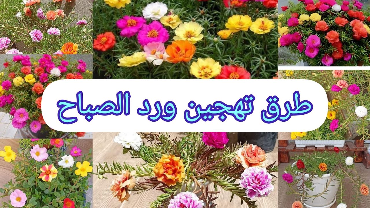 اهم طرق تهجين نبات ورد الصباح الناز ونبات  الناز الهندي ورد البربين النبات الاجمل والمزهر طول الصيف