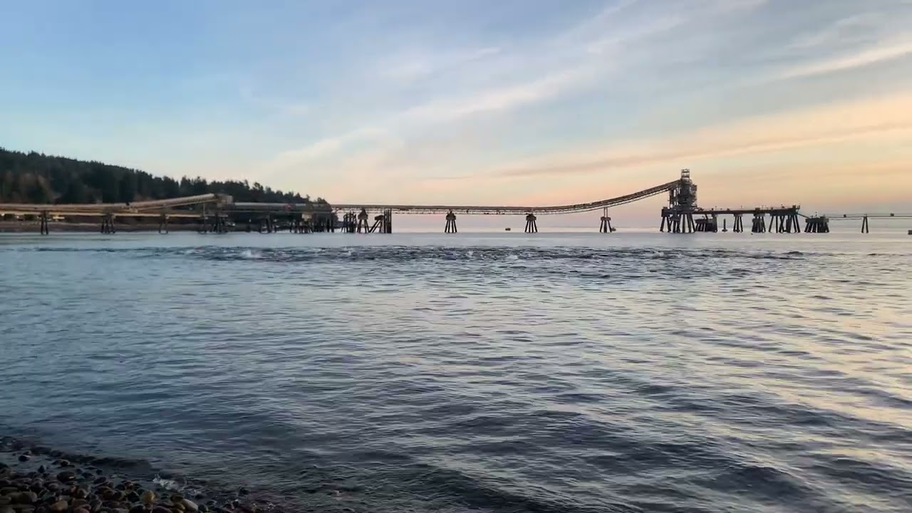 Dolphin wave