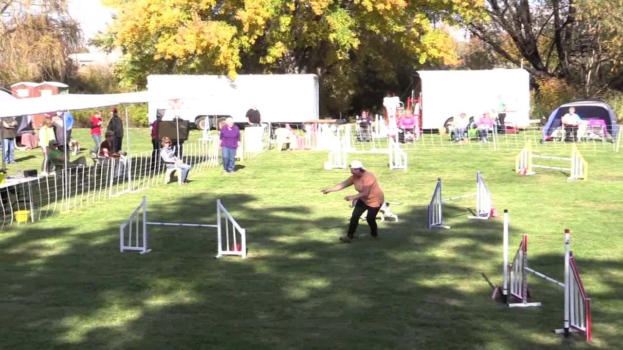 Lesson Learned in T2B Dog Agility, Tina Carlson, Formosan Mountain Dog in USA
