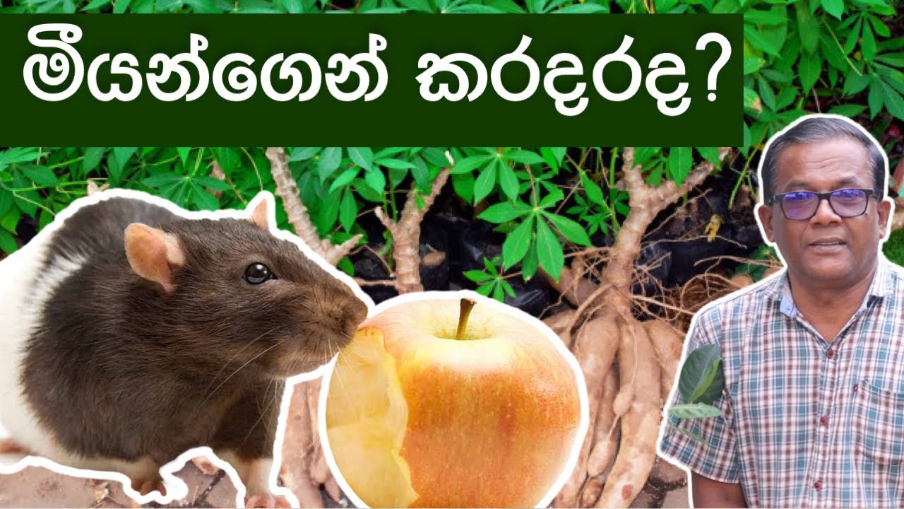 මීයන්ගේ කරදරේට හොඳම විසදුම් | Easy tips for preventing Mouse | Ceylon Agri | Episode 266