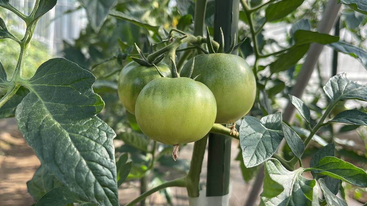 夏野菜が丈夫に育つ虫除けスプレーの作り方（トマト、キュウリ、ナス、簡単に出来る病気と害虫の防ぎ方）23/5/16