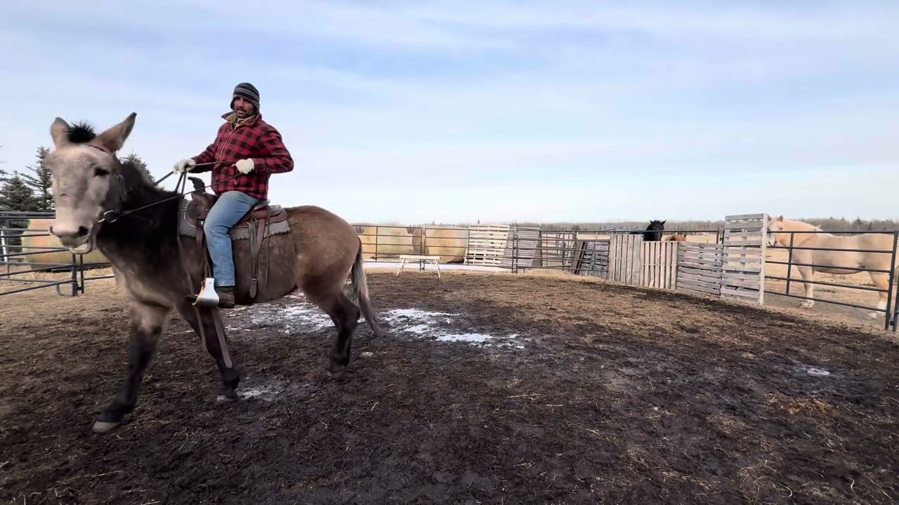 Working Mule - 3