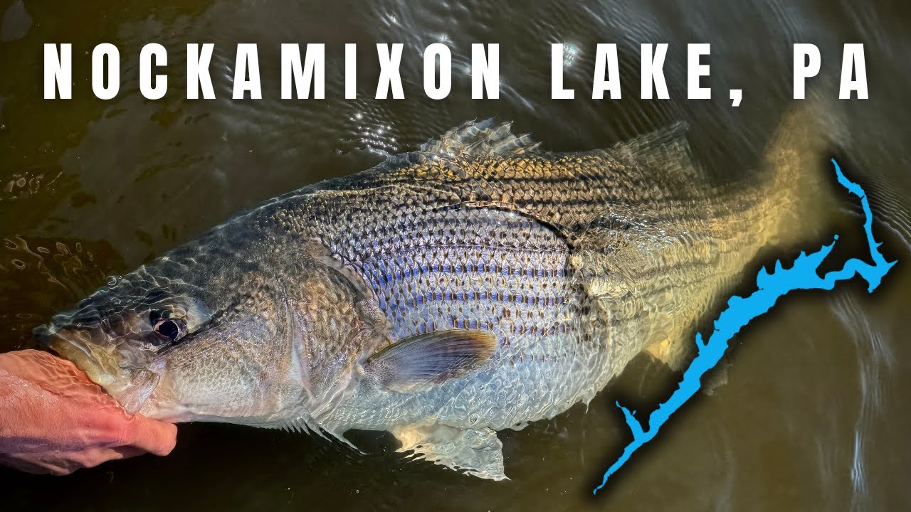 Nockamixon Lake Fishing — GRAND SLAM (Musky, Bass, Hybrid, Striper)