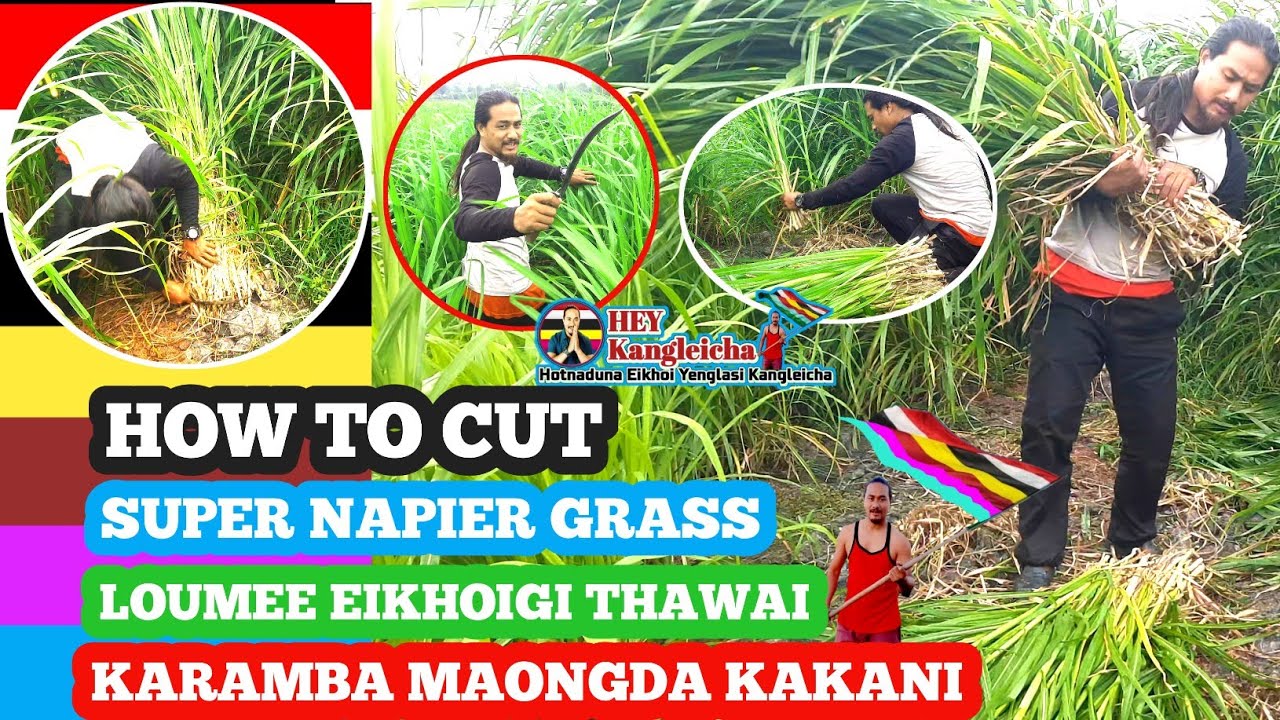 How To Cut Super napier Grass Local cutting method #HEY_Kangleicha #manipur #farming