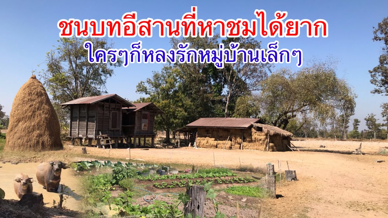 ชนบทอีสานที่หาชมได้ยาก! ใครๆก็หลงรักหมู่บ้านเล็กๆกลางทุ่งนา วิถีชีวิตแบบเรียบง่าย อ.บุณฑริก จ.อุบลฯ