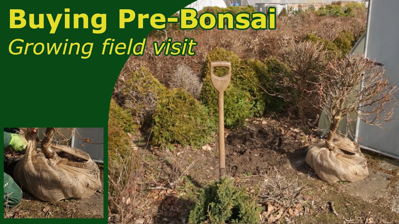 Selecting pre-bonsai stock at a field-grower