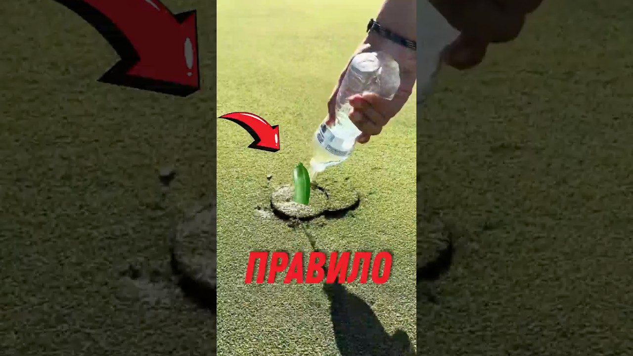 ⛳ Почему в гольфе нельзя бросать траву! #гольф #поледлягольфа #трава