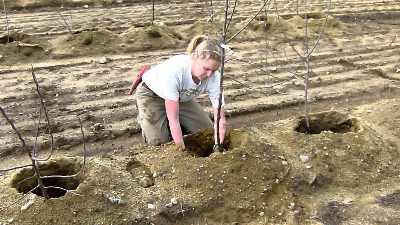 Planting a High Density Orchard_April2011