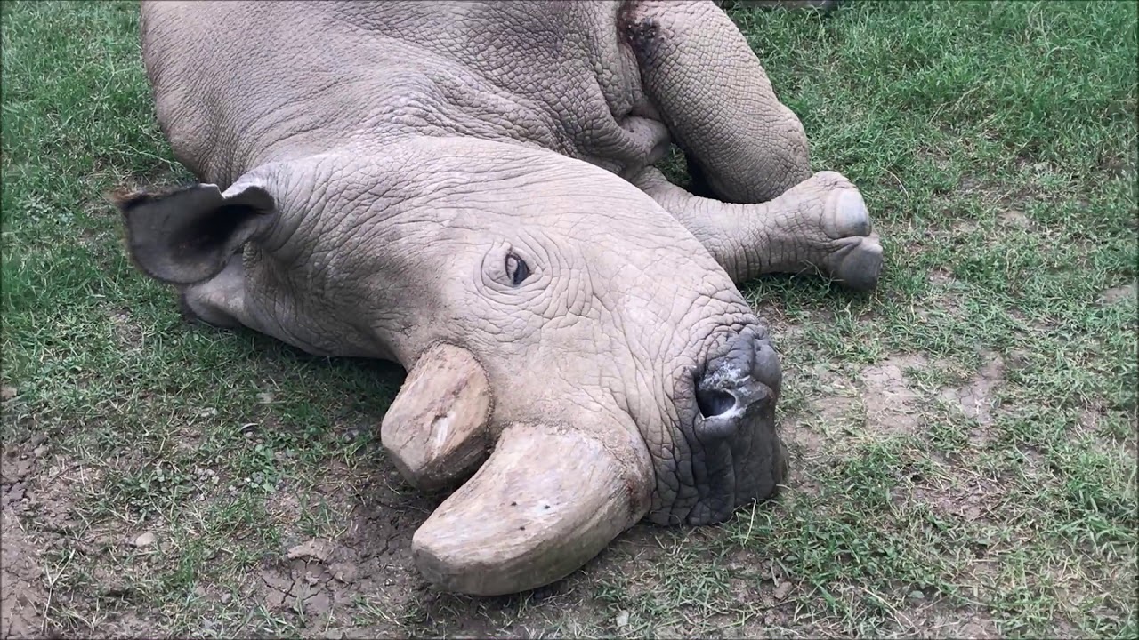 Last Breath of Sudan Rhino | Last Male Northern White Rhino on Planet Earth | Extinction