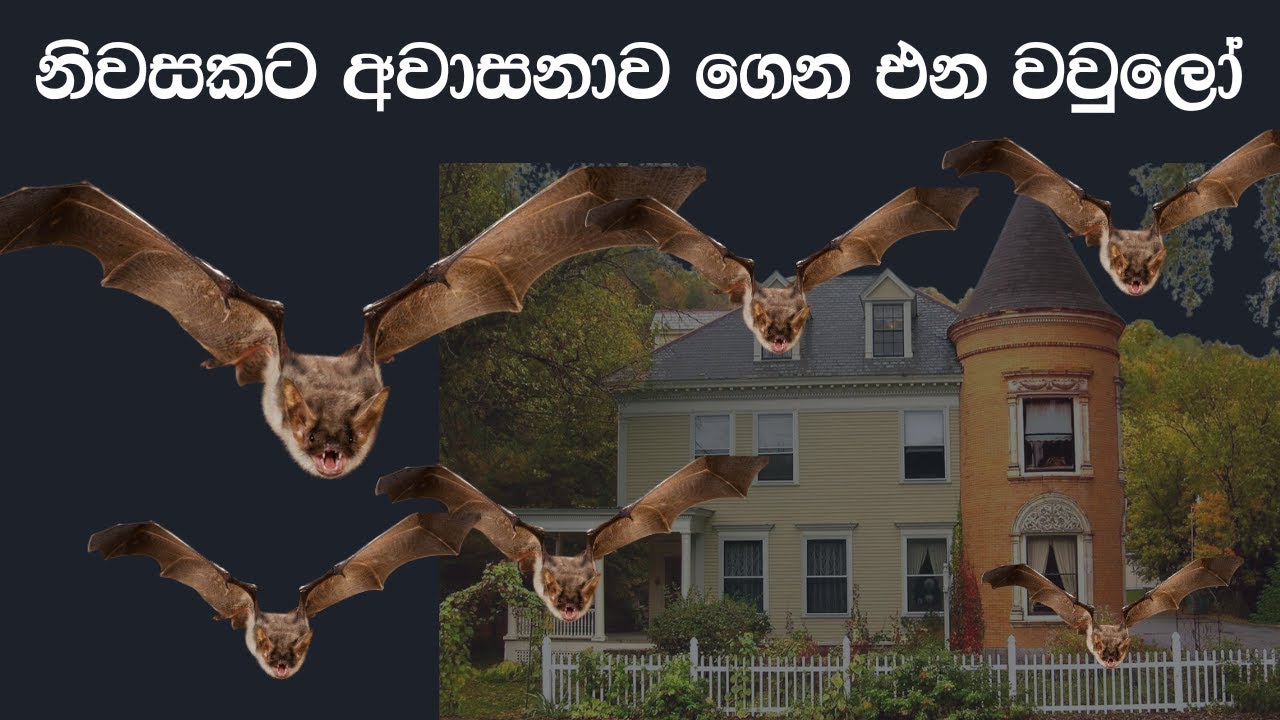 Bats bring bad luck to a House - නිවසකට අවාසනාව ගෙන එන වවුලෝ - Ape Gedara 328