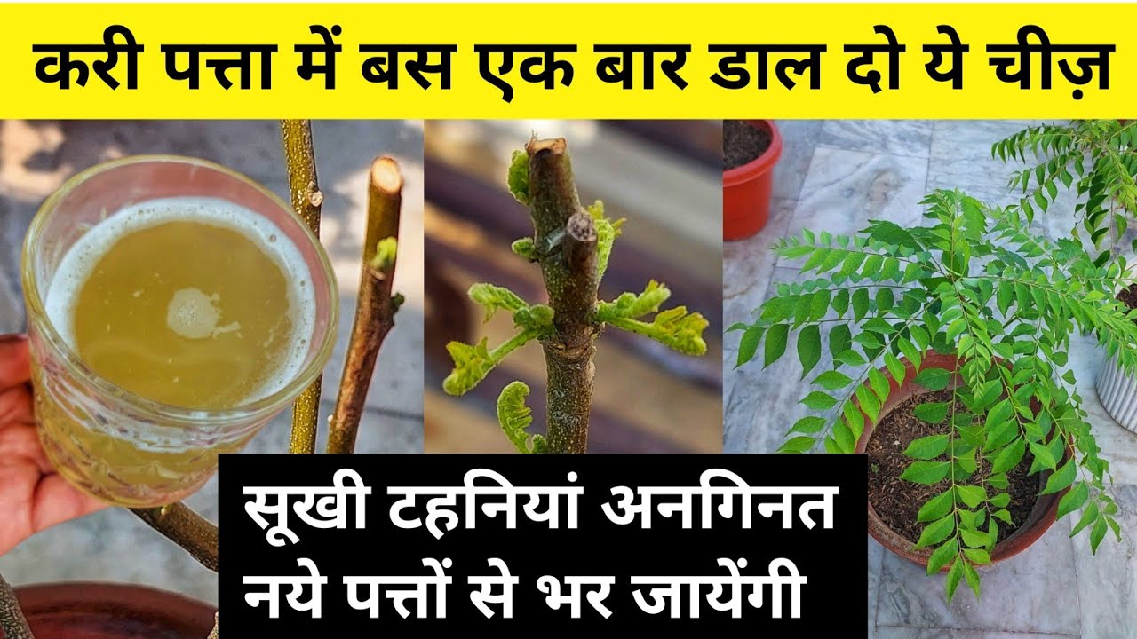 CURRY PATTA FERTILIZER. कड़ी पत्ता.Kadi Patta. Curry leaves plant.How to grow curry leaves plant.