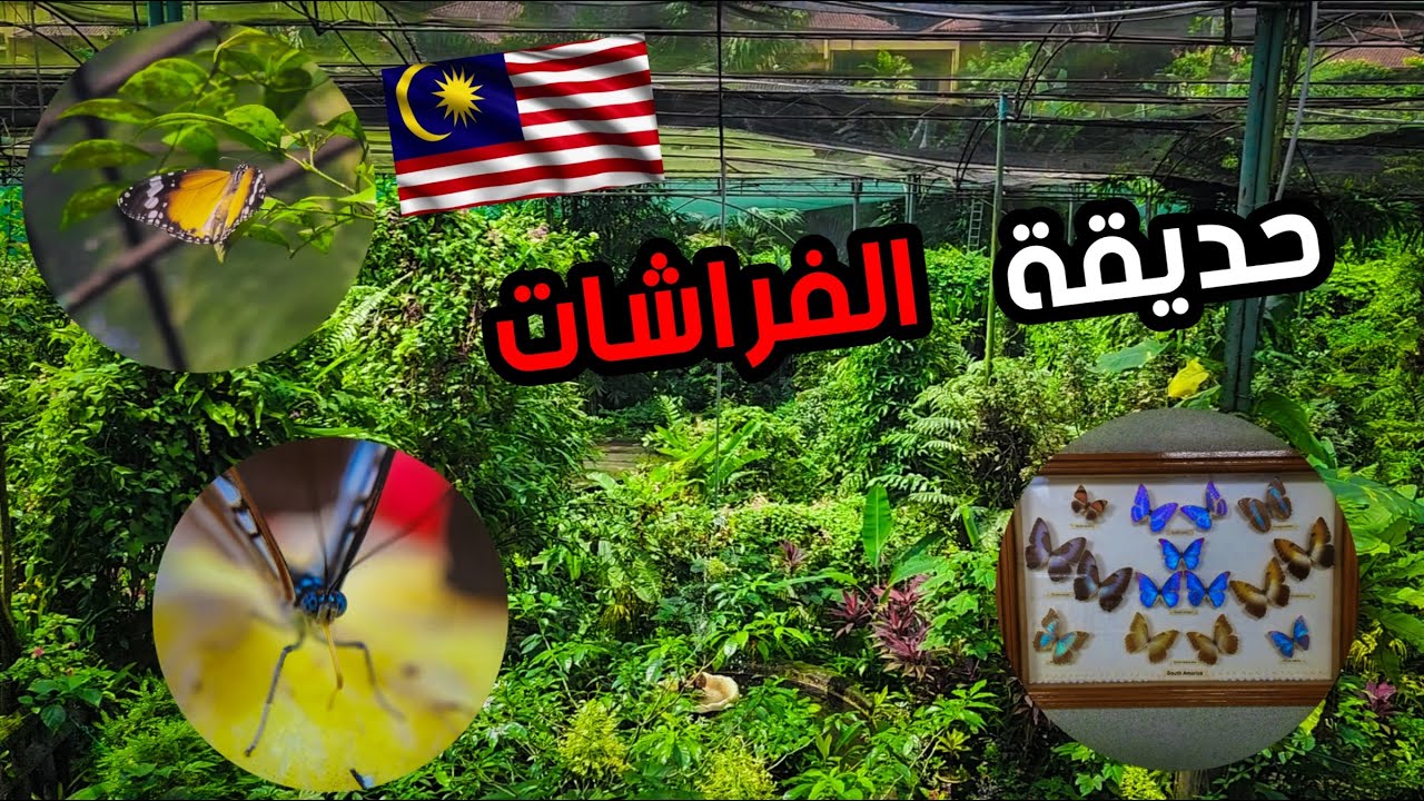 زرت حديقة الفراشات في كولالمبور- ماليزيا || Butterfly Park-Kuala Lumpur