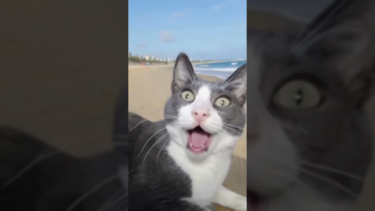 Mi Gato Narigon playero cantando Kokomo 😎😅😂😸 