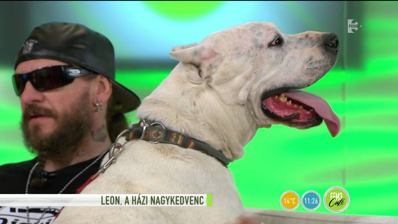 Ganxsta kutyája letarolja az embereket? - tv2.hu/fem3cafe