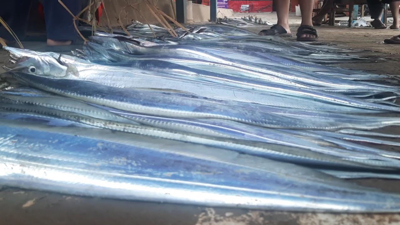 SERUU!!! Lelang Ikan di TPI Bayah