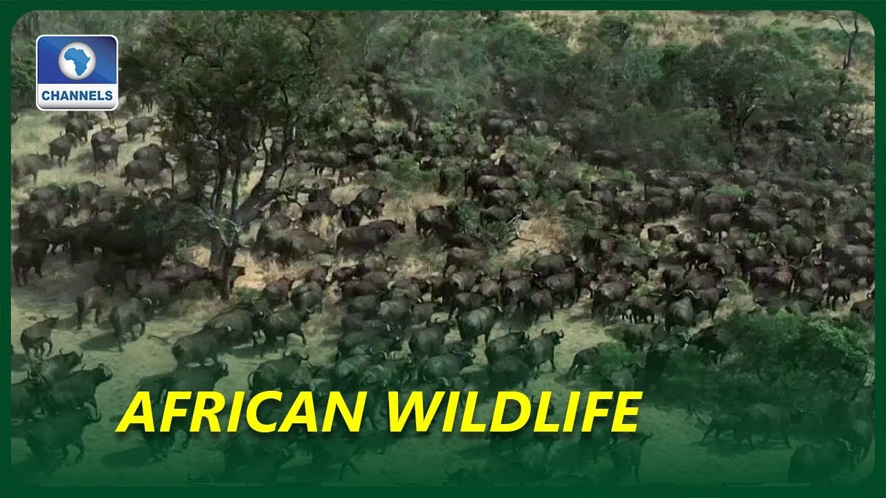 Conservationist Lauds Mozambique's Efforts To End Poaching