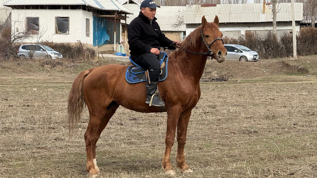 ДОНЧАК АРГЫН ЖЫЛКЫ ЖӨНДҮҮ БААДА 🤩 #байтв 