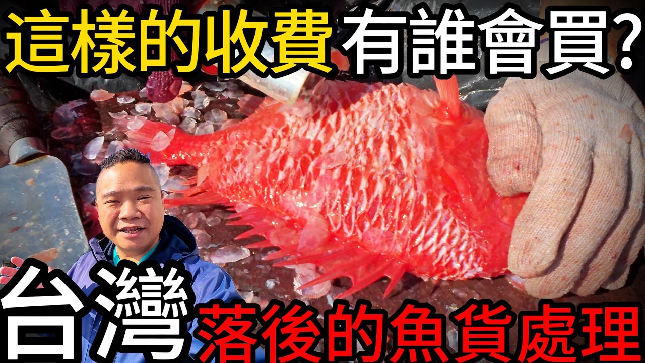 台灣漁獲處理到底多落後?丨這樣的處理費誰會買單嗎?丨台東富岡漁港裡小眾的賣魚模式丨鳳梨魚-日本骨鱗魚