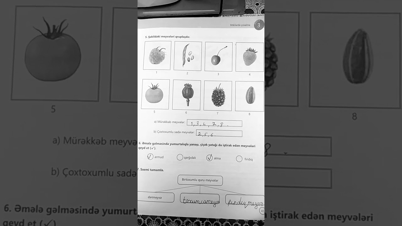 7 cı sinif biologiya iş dəftəri səhifə 41