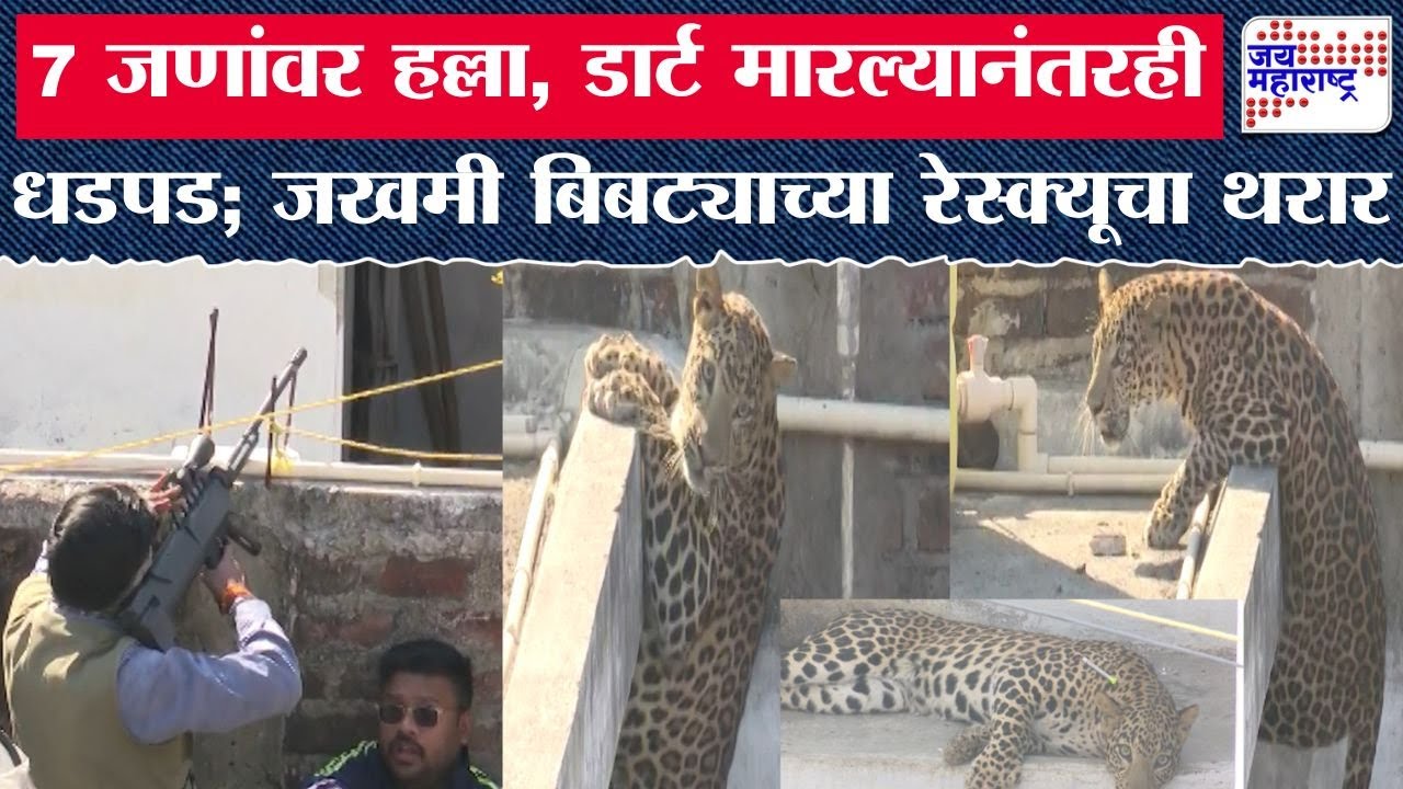 Nagpur Leopard Rescue | 7 जणांवर हल्ला, डार्ट मारल्यानंतरही धडपड; जखमी बिबट्याच्या रेस्क्यूचा थरार