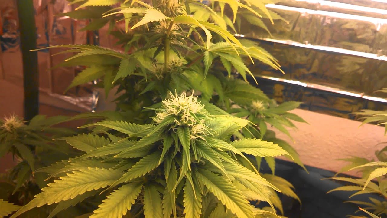 CFL GROW FLOWERING WEEK 4