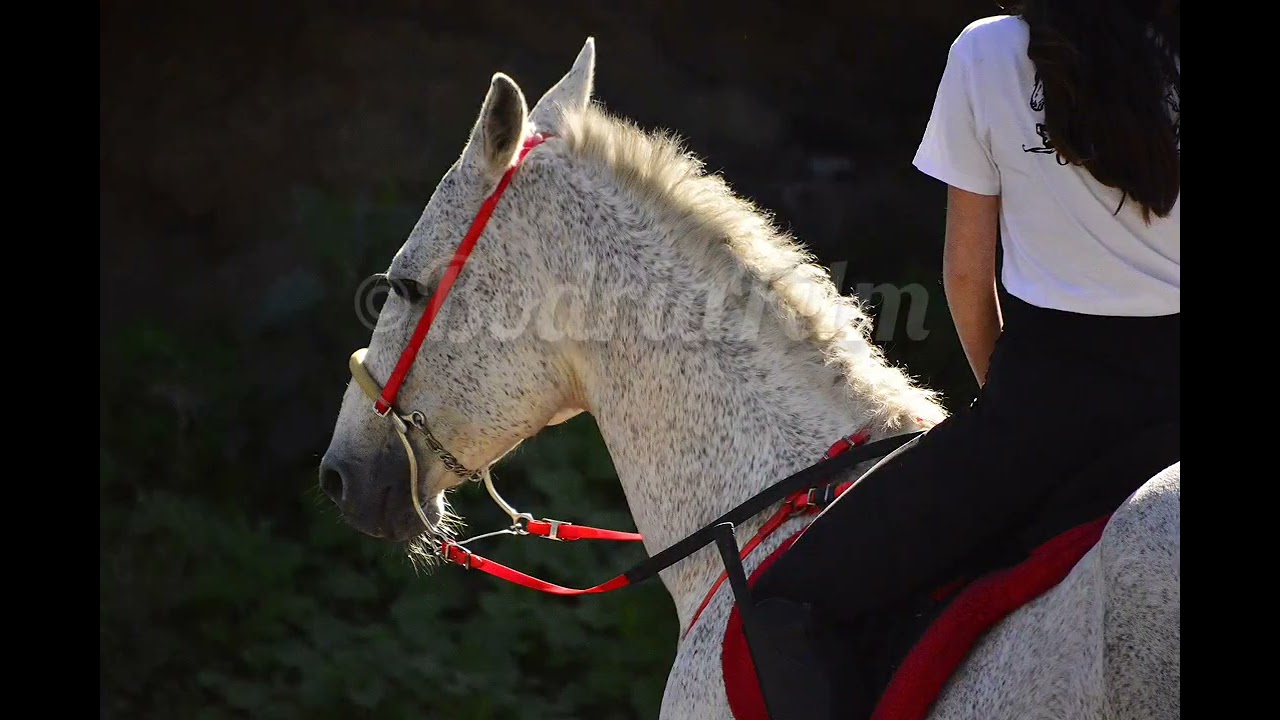 Carrera Sortijas a Caballo 🐎 ©BodriaFilm Güímar 
