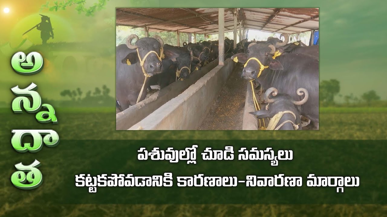 In fertility problems in livestock & cattle | ETV