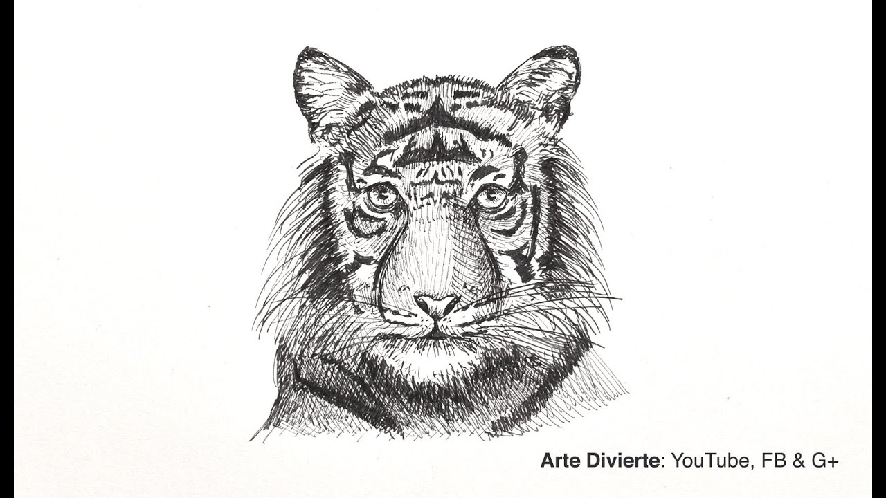 Cómo dibujar una cabeza de tigre con bolígrafo - Boceto
