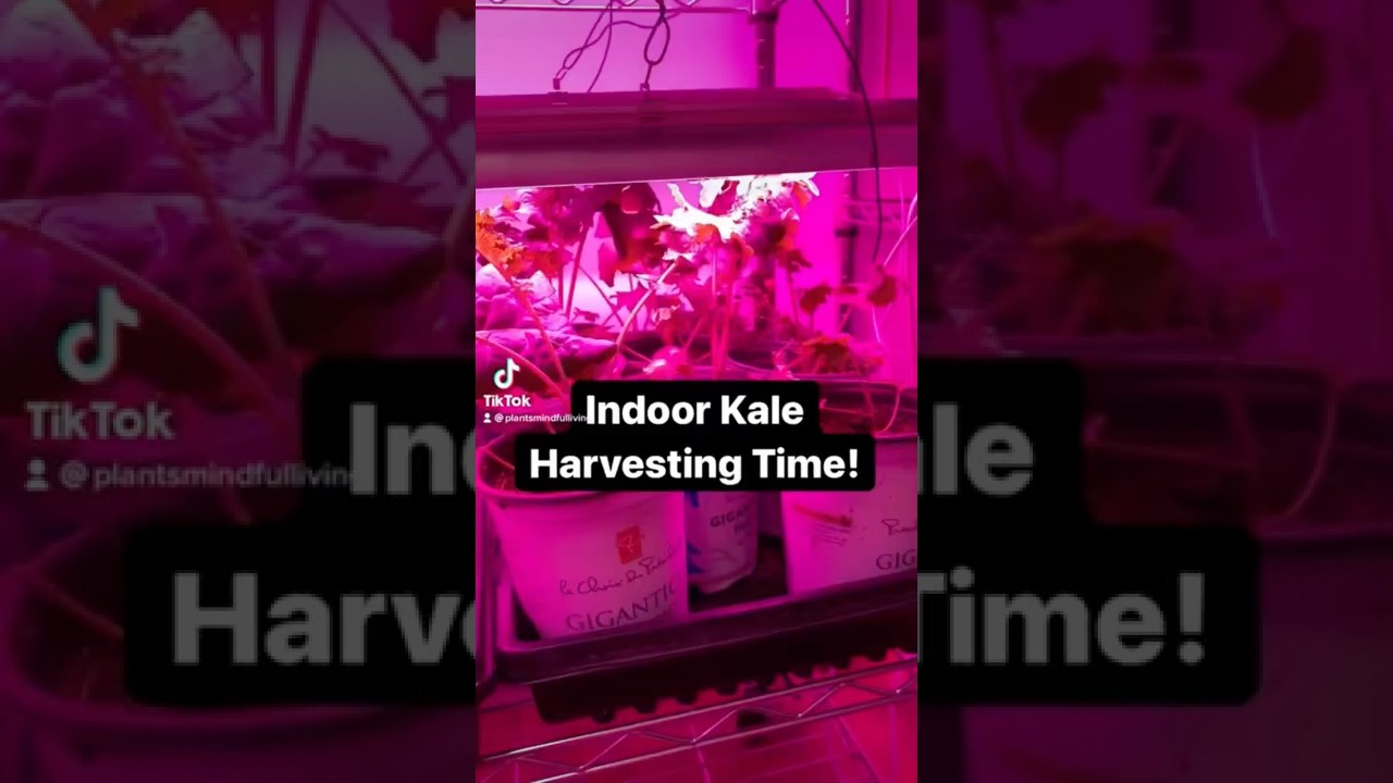 Grow Kale Indoors Easily With Basic LED Grow Lights, Potting Soil & Worm Castings