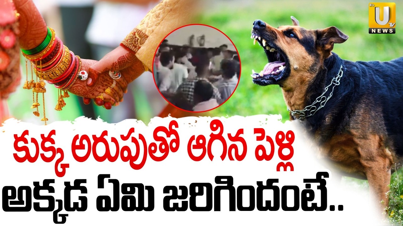 కుక్క అరుపుతో ఆగిన పెళ్లి : Wedding stopped by a Dog's bark | Dog Latest News | UP | ITS UTV News