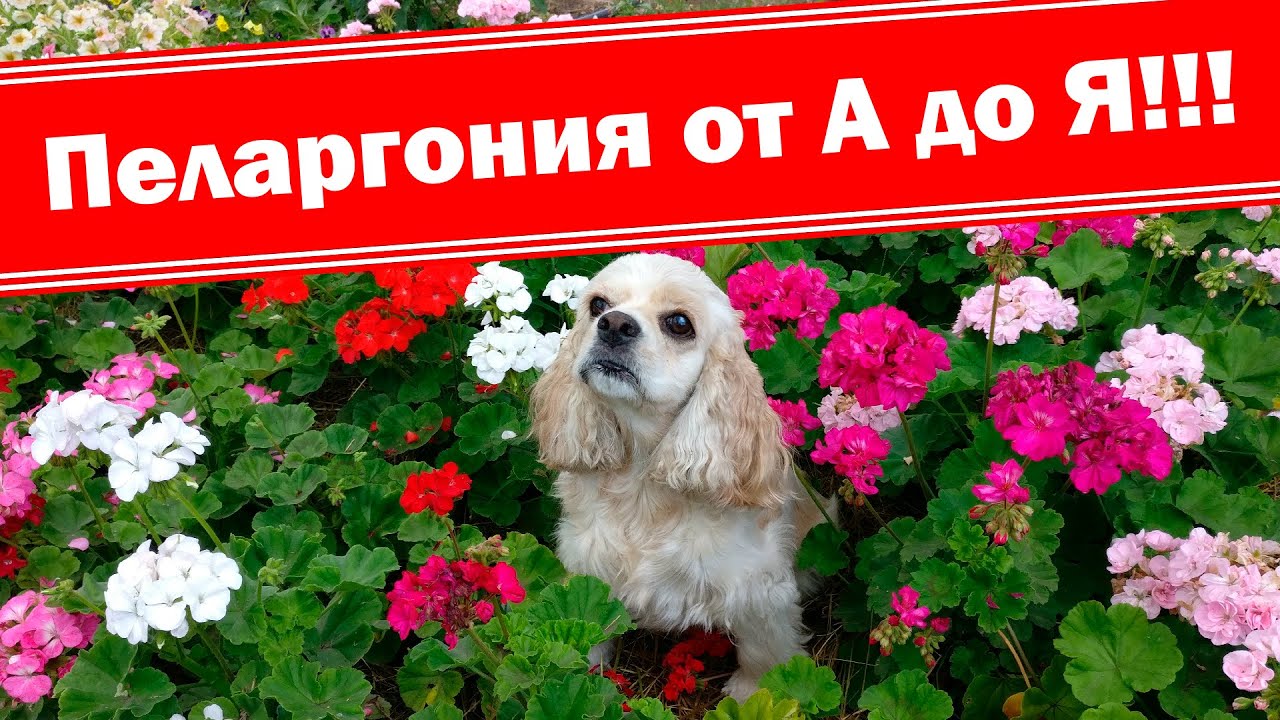 Пеларгония - выращивание и уход!!! От А до Я, от посева...