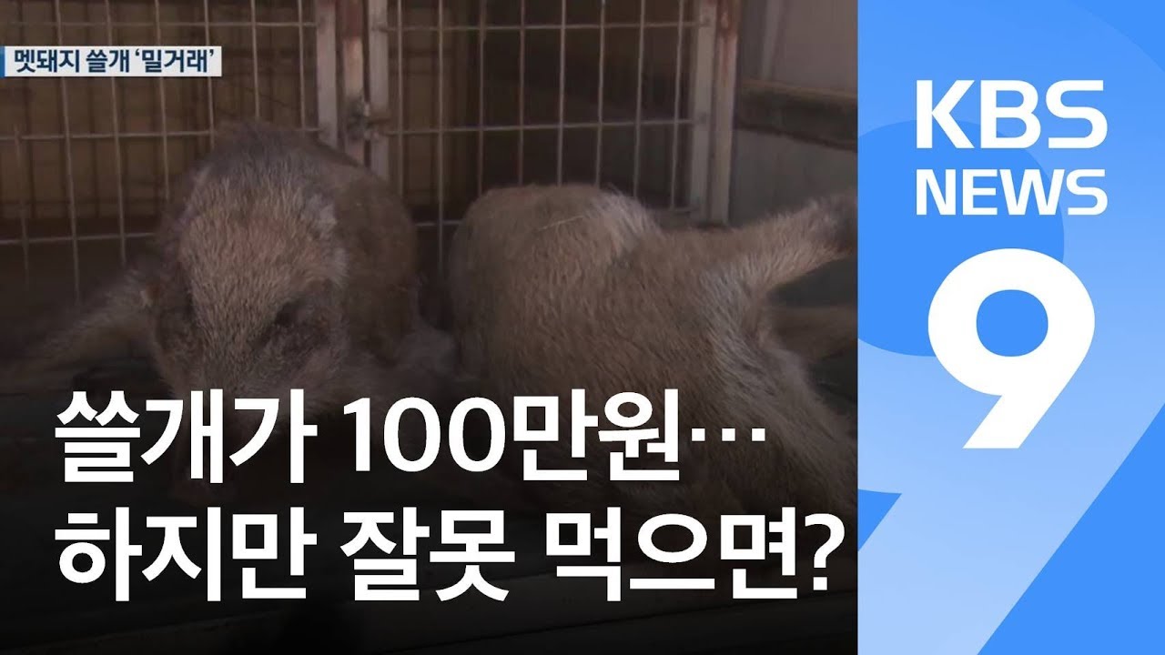 [현장K] 멧돼지 쓸개 밀거래 &lsquo;100만 원 호가&rsquo;&hellip;부작용 우려 / KBS뉴스(News)