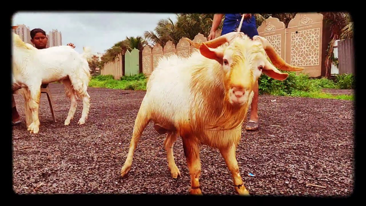 Nz goat farm 🐐Khardigaon mumbra