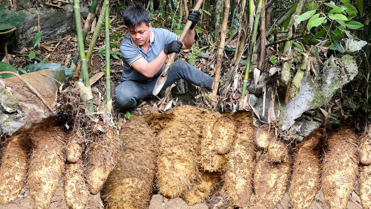 Full video. Trieu Kha diligently goes into the forest to harvest potatoes for sale at a high price.