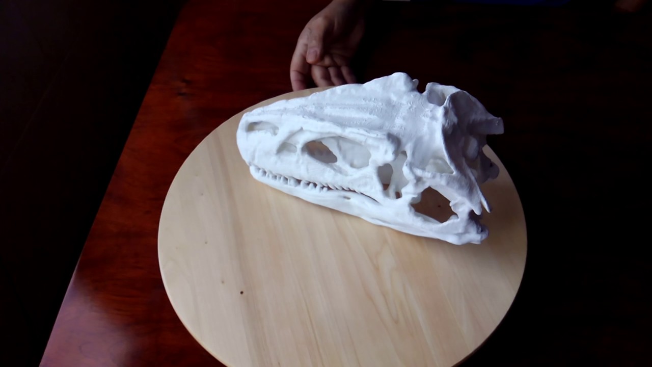 ALLOSAURUS.SKULL AND JAW