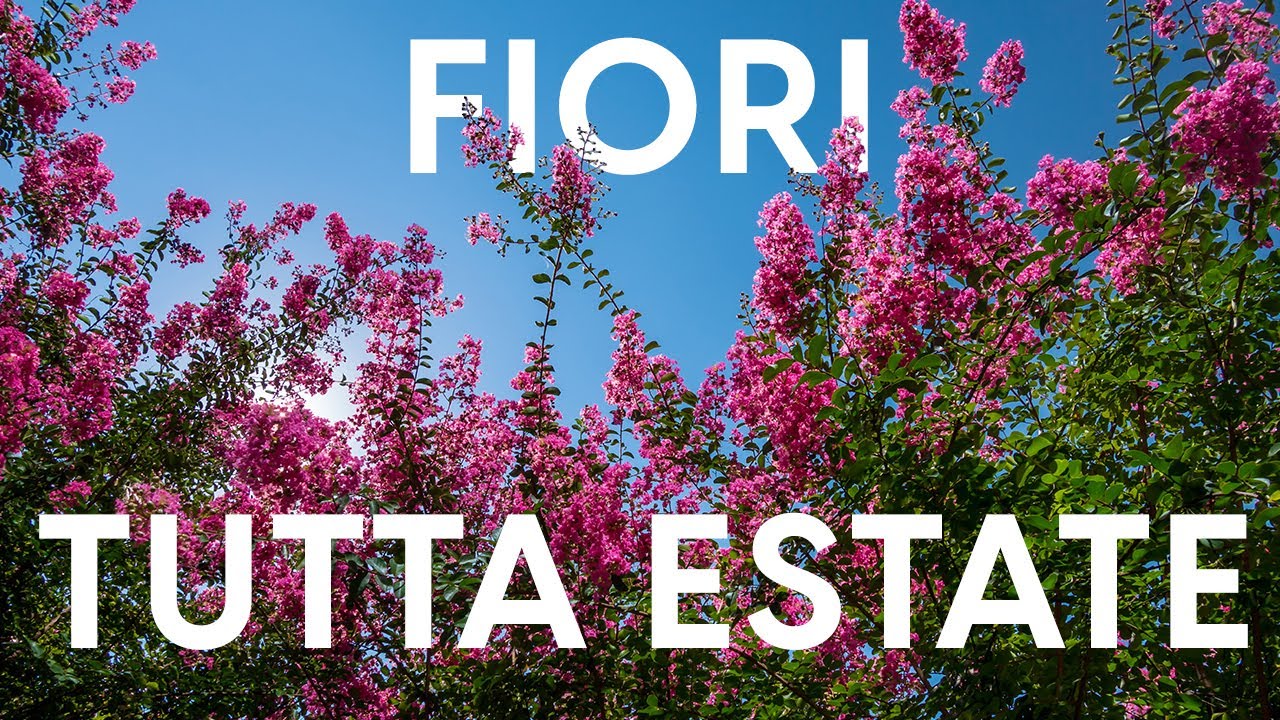 Lagerstroemia indica (Mirto Crespo): cura e talea