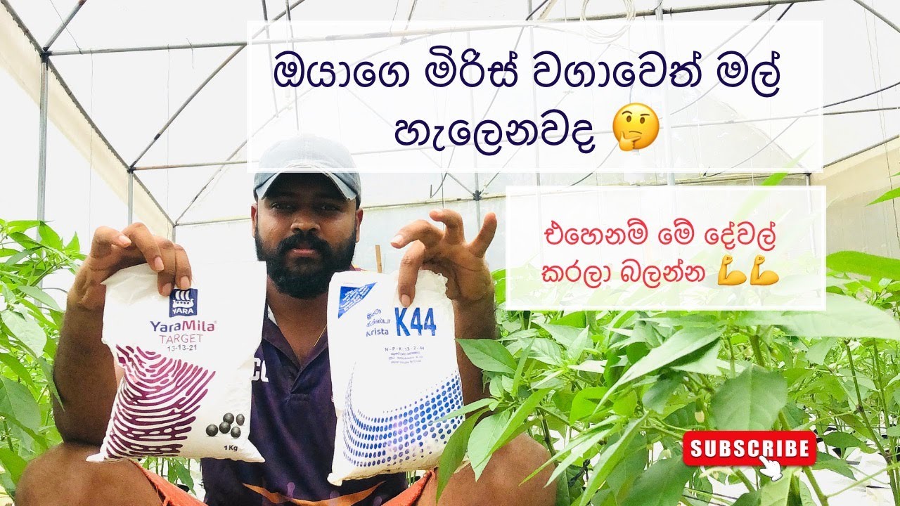 මිරිස් වගාවේ මල් හැලීම නැති කරන්න යොදන පොහොර | miris wagawe mal halima nathi karanna yodana pohora