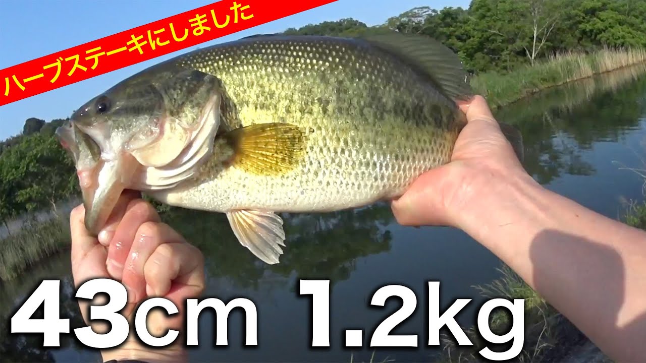 ブラックバスを釣って食う【良型で作るハーブステーキ】