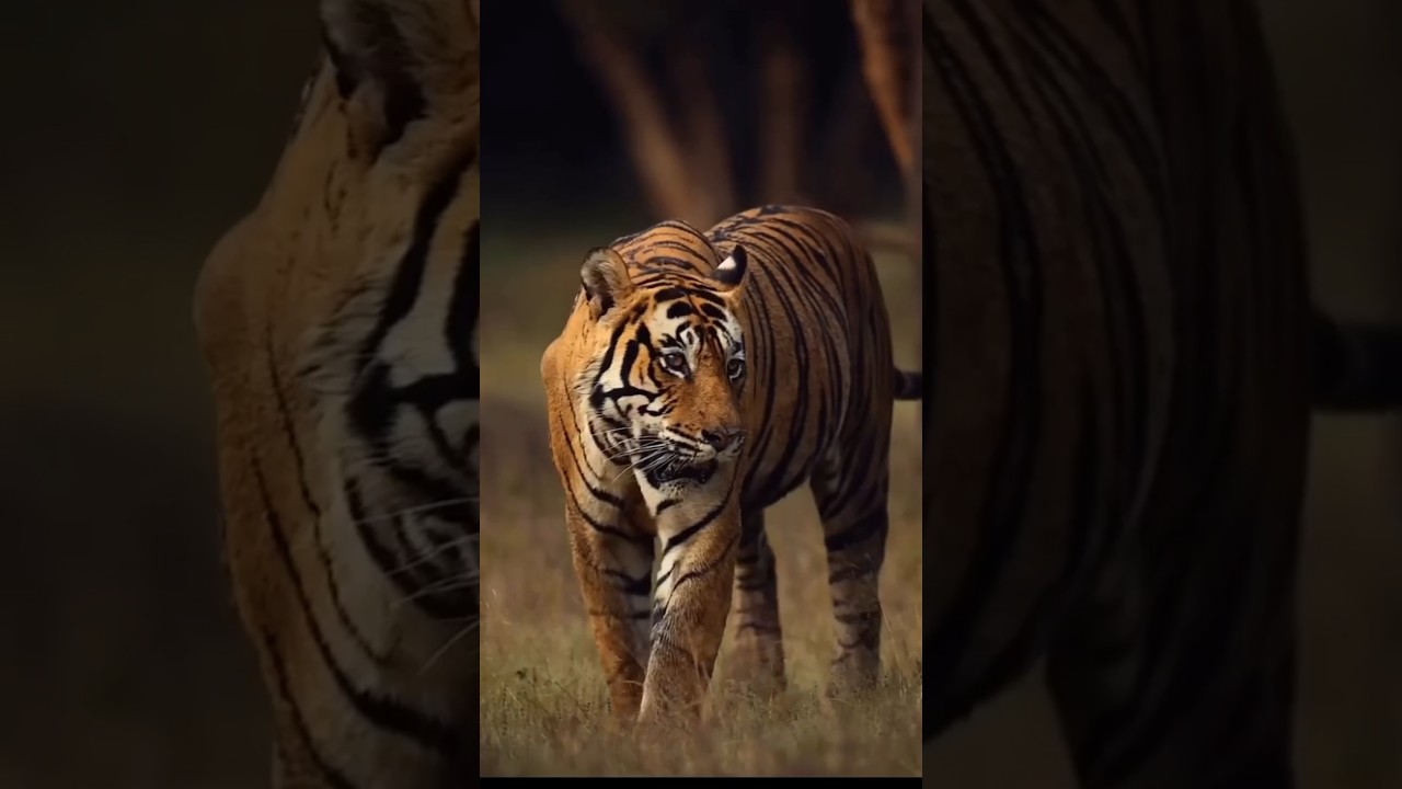 &ldquo;Lone Warrior vs True Emperor 🐯👑