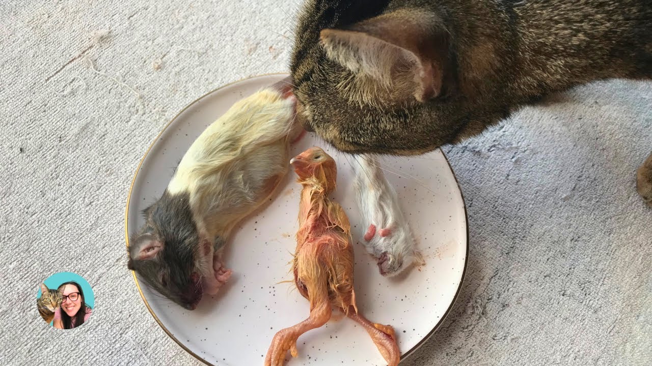 Whole prey benefits you and your cat will love
