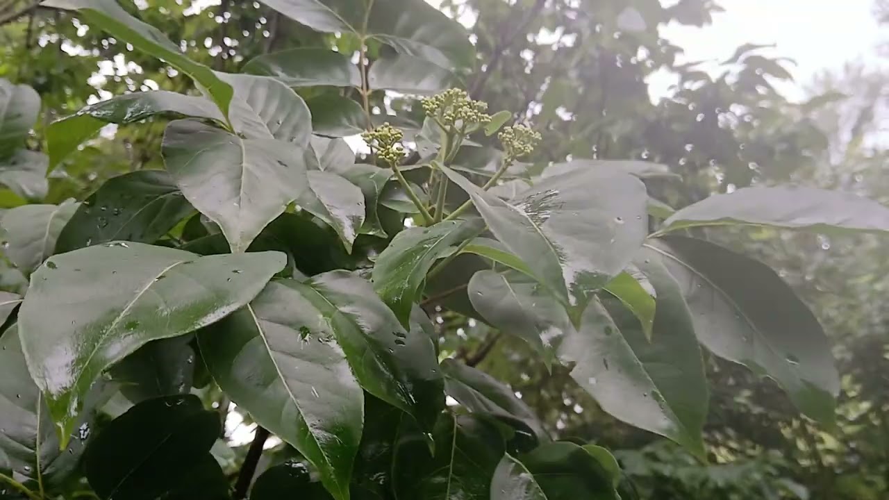 The best bee tree and bee shrub to plant for beekeepers in temperate contiguous USA .