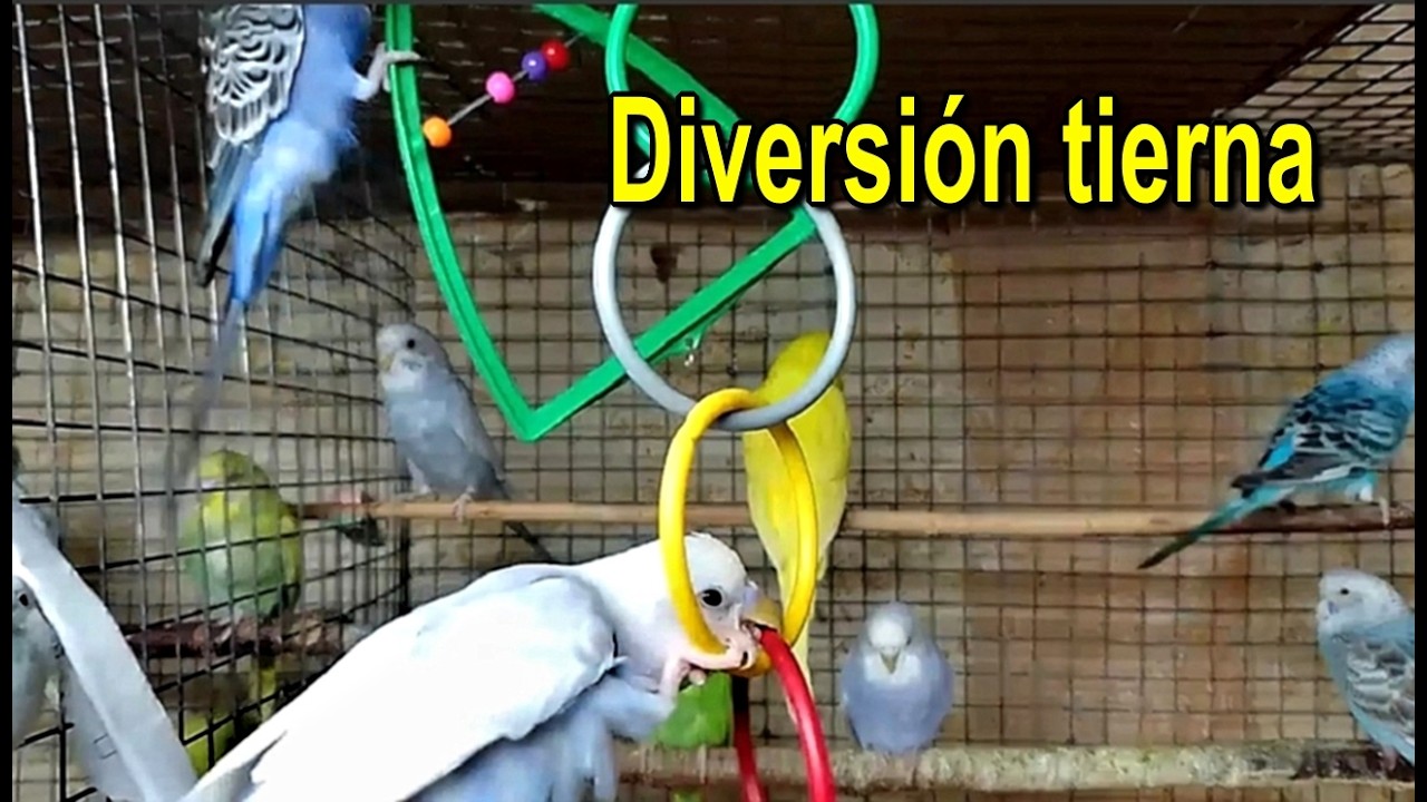 ¿Quién se divierte más? 🤣 El caos total de mis aves