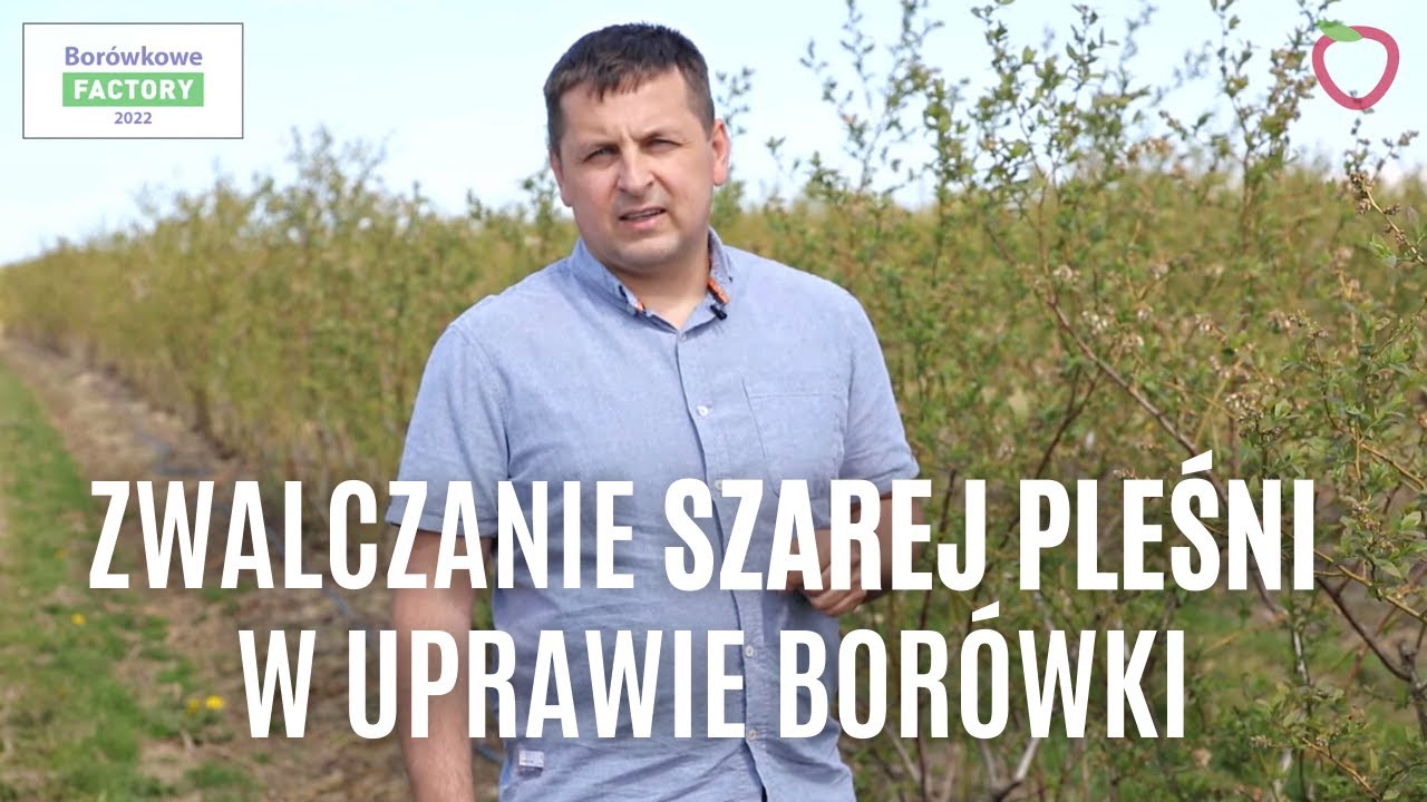Zwalczanie szarej pleśni w uprawie borówki | Borówkowe Factory