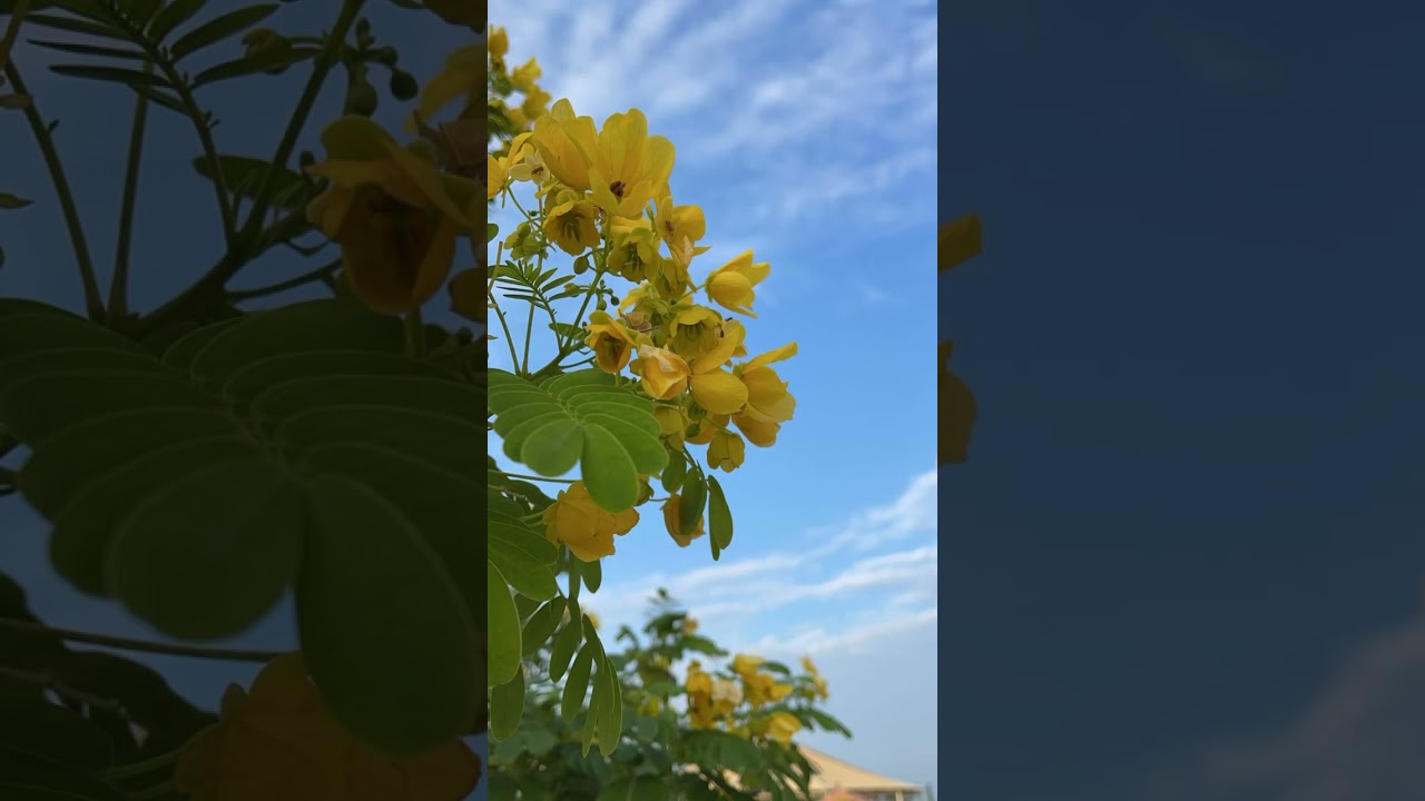 تلاوة القارئ خالد أبو هادي ( سورة الكهف )